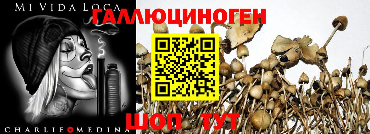 Галлюциногенные грибы прущие грибы  Вход с VPN  Камышин 